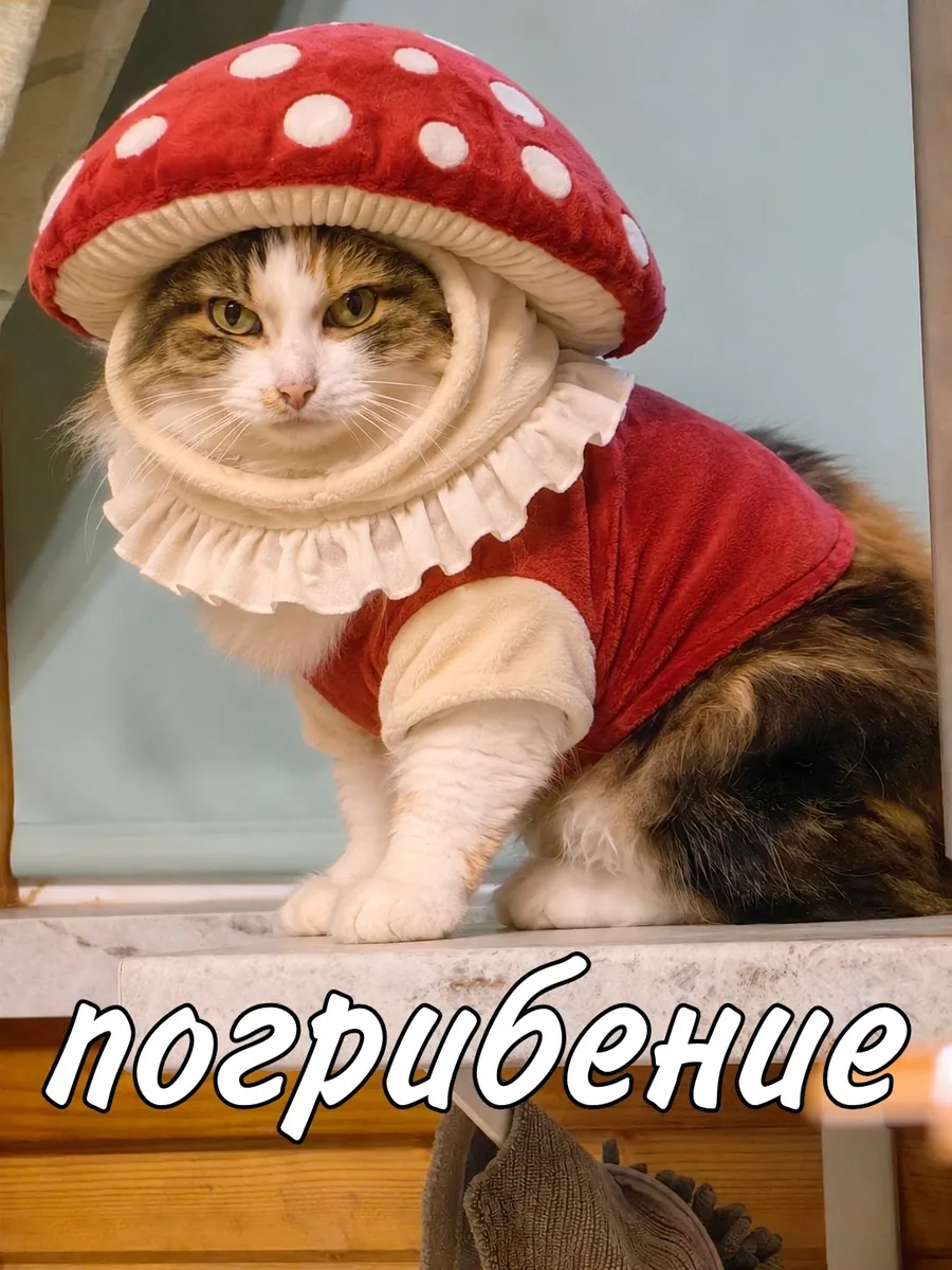 Тосенька грибочек